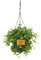 Peperomia Rotundifolia - 25cm - Ø15cm - Plante d'intérieur - Vert persistant - Cactus et plantes succulentes