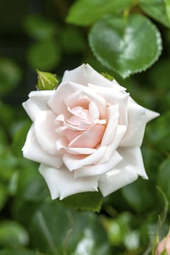 Rosa 'New Dawn' - Kletterrose, zartrosa Blüten, Blütezeit Juni-Oktober, ideal für Pergolen, duftend, winterhart und pflegeleicht