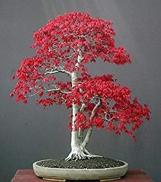 Wunderschöner japanischer Rotahorn-Halbbonsai, 20 Stück/Beutel, Mini-Bonsai, Halbbonsai, Halbgarten, Halbbonsai
