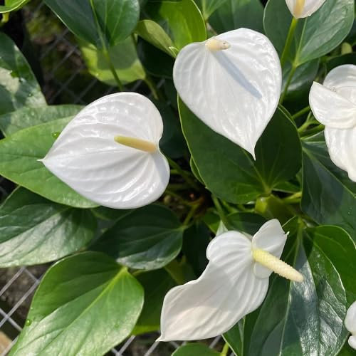 100 graines de fleurs d'anthurium blanc