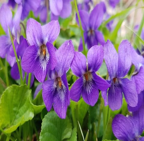 100pcs New Fresh Viola odorata Flower Seeds Violet