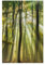 Bilderwelten Magnettafel - Sonnentag im Wald - Memoboard Hoch 3:2 Wandbild Magnettafel Pinnwand Magnetboard Magnetpinnwand Magnetwand Stahl Küche Büro, Größe HxB: 60cm x 40cm