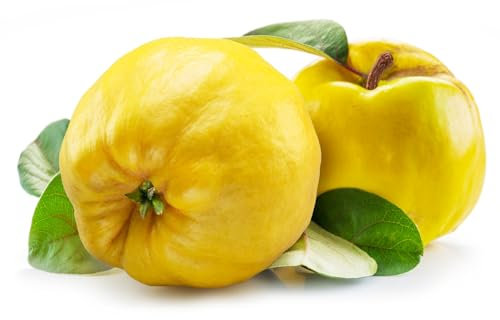 Quince Tree, 'Meech Prolific', 2 x Full Plants in 10 Litre Pots, 140cm -160cm Height, Garden Fruit, Quince, Garden Ready and Ready to Plant, Premium Quality Fruit Trees