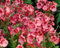 Elfenblume, Elfensporn 'Rose Queen' 100 Samen, Diascia barbarea
