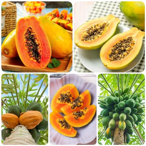 80 Pcs Papaya Samen, Obst Frisch Weinblätter (Carica Papaya) Winterharte Pflanzen Für Kübel Deko Wohnzimmer Bio Saatgut Zimmerpflanzen Samen Seltene Pflanzen, Obst Samen Nachhaltige