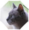 YBQLNP Kompakter Reise Regenschirm Graue Katze Taschenschirm Automatisch Auf Und Zu Faltbarer Sonnenschirm