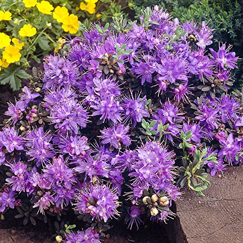 Rhododendron Impeditum Evergreen Shrub Live Hardy Outdoor Garden Plant in Pot (5 Litre Pot, 50-70cm)