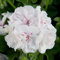 100 graines de fleurs de géranium lierre fraîches