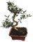 DECOALIVE Planta Olivo en Bonsái Natural Planta Viva Exterior e Interior