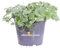 Pianta di Glechoma Hederacea Variegata o Edera Terrestre pianta ornamentale da esterno foglie variegate pianta vera fiore lilla venduta da eGarden.store