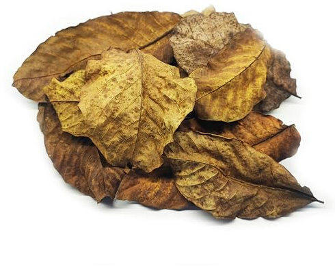 25 STK. Premium Walnussblätter Braun ganz (je 7-15cm) - Laub für Aquarium & Terrarium > Garnelen, Schnecken, Krebse, Welse | 3 in 1 = Futter, Versteck & Wasseraufbereitung
