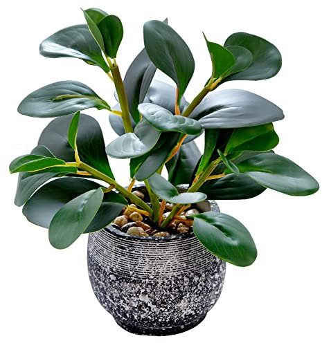 Artificial Plants Potted Real Looking Small Faux Plant with Rustic Black Cement Planter for Kitchen Office Desk Bookshelf Decor (Ficus Plant)