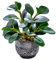 Artificial Plants Potted Real Looking Small Faux Plant with Rustic Black Cement Planter for Kitchen Office Desk Bookshelf Decor (Ficus Plant)