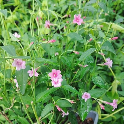 Jasmine Stephanense Klettern 1L - Es erfreut mit seinem schönen süßen Duft