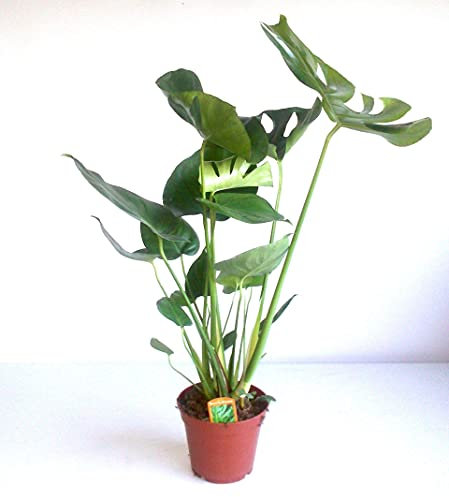 Monstera Deliciosa | Swiss Cheese Indoor Live Plant | Air Purifying | Height 60 | Pot-Ø 17 cm