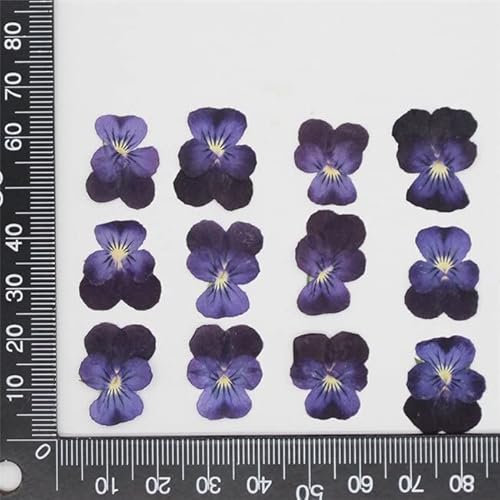 Crysdaralovebi 60 Stück gepresste getrocknete Stiefmütterchen Bratsche Tricolor L. Blumenpflanzen Herbarium für Schmuck Postkarte Lesezeichen Handyhülle Basteln (Farbe-4)