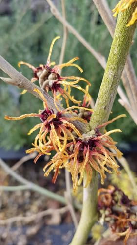 Hamamelis x intermedia 'Orange Beauty' / Noisetier de sorcière/Conteneur de 3 à 4 litres/Arbuste d'ornement
