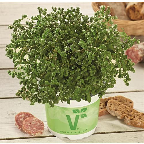 Italienischer Majoran 'Venezia', Origanum majorana - Kräuterpflanze, im Topf 11 cm, in Gärtnerqualität von Blumen Eber - 11 cm
