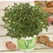 Italienischer Majoran 'Venezia', Origanum majorana - Kräuterpflanze, im Topf 11 cm, in Gärtnerqualität von Blumen Eber - 11 cm