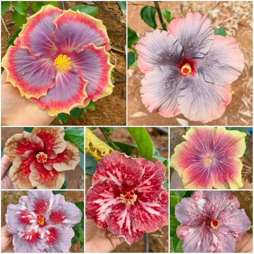 50 pcs hibiskus samen winterhart - blumen balkon, bonsai samen (Hibiscus rosa-sinensis) stauden winterhart, geschenke garten exotische pflanzen winterhart, bienenweide mehrjährig blumenbeet,