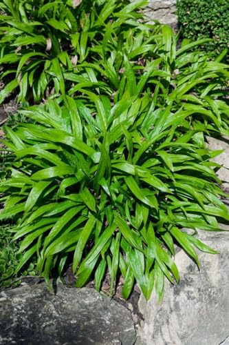 Breitblatt-Segge im Topf Carex plantaginea immergrün Bodendecker winterhart