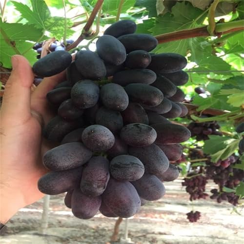 Weinreben Sortiment kernlos. Winterhart Weintraube, Pflegeleicht, Garten Weintrauben, Kernlose Trauben-Kollektion. Winterharte Rhizome,-1zwiebeln-C