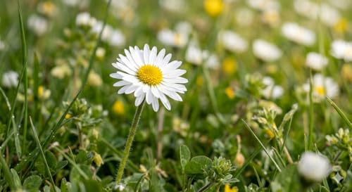 500 Samen Gänseblümchen (Bellis perennis) - Mehrjährig & Winterhart