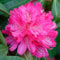 Rhododendron Germania Evergreen Outdoor Garden Shrub Pink Flowering Plant in Pot