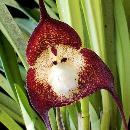 80 x Orchideensamen mit Affengesicht