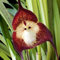 80 x Orchideensamen mit Affengesicht