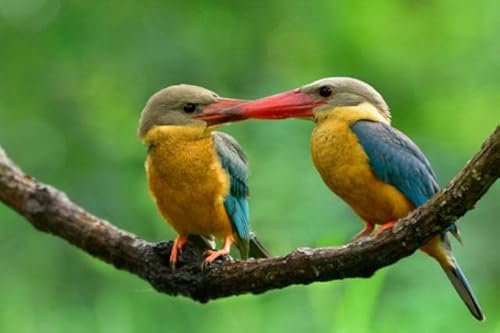 adrium Acryl-Bild 80 x 50 cm: Vogelfamilie, Erwachsener und Jugendlicher des Storch-berechneten Eisvogels, schöner brauner Vogel mit blauen Flügeln und (109212238)