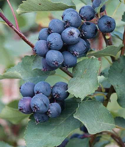 Felsenbirne Martin 2L - Die Früchte sind groß und gleichmäßig reifend