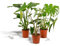 La Green Touch Trio Strelitzia Nicolai, Monstera und Alocasia Höhe 80 cm – Zimmerpflanze – Topf 19 cm, Höhe 80 cm