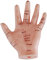 66fit Akupunkturmodell der Hand – 13 cm – Druckpunkte und Meridiane