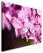Paul Sinus Art Blumen in pink 60 x 90 cm Inspirierende Fotokunst in Museums-Qualität für Ihr Zuhause als Wandbild auf Leinwand in