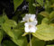 Gelber Europäischer Pfeifenstrauch - Falscher Jasmin - Philadelphus coronarius Aureus