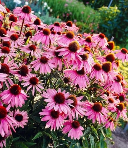 BALDUR Garten 9x Echinacea purpurea, Pflanzen im 9x9 cm-Topf | Purpuroter Sonnenhut, 4-6 Pflanzen pro Quadratmeter, winterharte Staude, mehrjährig, blühend