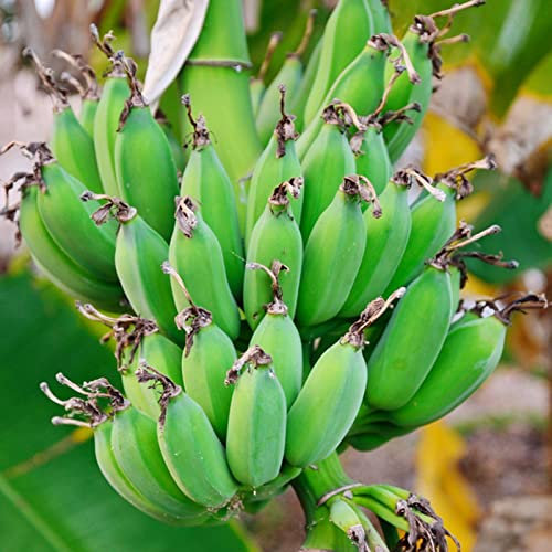 Haloppe 100 Pz Piante di Banano Semi di Frutta per la Piantagione del Giardino di Casa, Semi di Piante di Banano Perenne Balcone Piantine di Bonsai per Fattoria Semi Di Banane