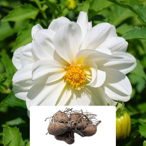 1 Dahlia Opera White – Gorgeous Pure White Semi-Double Ball-Shaped Blooms – Summer-Flowering Perennial Bulb – Ideal for UK Gardens & Climate Conditions