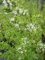 Origanum Hybride Hot and Spicy - Scharfer Oregano Hot & Spicy Verpackungseinheit 1