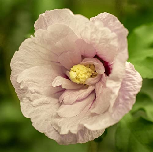 Garteneibisch 'Pink Chiffon' 40-50 cm Topf Hibiscus syriacus winterhart | Hibiscus syriacus, sommergrün, aufrecht buschig, 150-300 cm, rosa Blüte Juli bis September, sonnig bis halbschattig