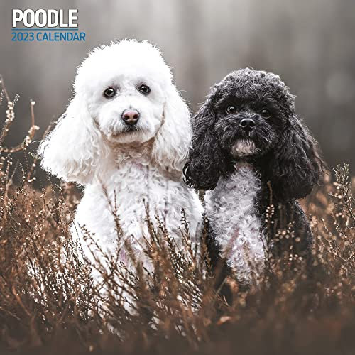 Magnet & Steel Traditioneller Kalender 2023, mehrfarbig