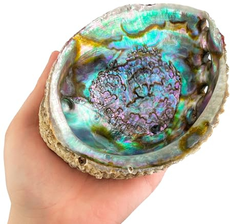MUT22 Natürliche Abalone-Schale 12 bis 13 cm zum Verbrennen von Palo Santo und Weißem Salbei