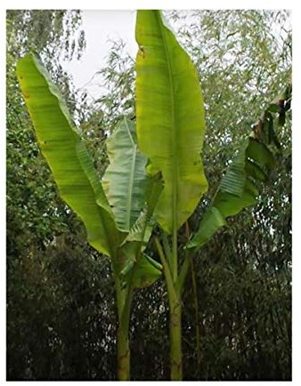 Stk - 5x Musa sikkimensis Darjeeling Banane Obst Pflanzen - Samen B1805 - Seeds & Plants Shop by Ipsa