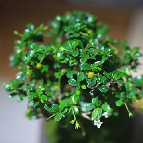 100 Pcs Bonsai Fukientee Samen - Bonsai Nachhaltige Geschenke Für Frauen (Carmona Microphylla) Hochbeet, Pflanzen Winterhart Draußen Indoor Plants, Stauden Winterhart Mehrjährig Balkonpflanzen
