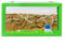AntHouse - Ameisenfarm mit Ameisen Starterset | 3D Ameisenfarm 20x10x10 cm Grün | Ameisen inklusive
