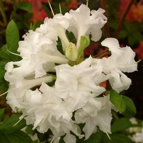 Rhododendron 'Whitethroat' - Hardy Deciduous Azalea with Double White Flowers, RHS Award Winner – 1x 4 litre Potted Plant by Thompson & Morgan