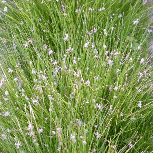 Eleocharis Acicularis - Needle Spike Rush Aquatic Plant for Ponds | Native, Bog to Submerged Growth 1 Litre Pot by Thompson & Morgan