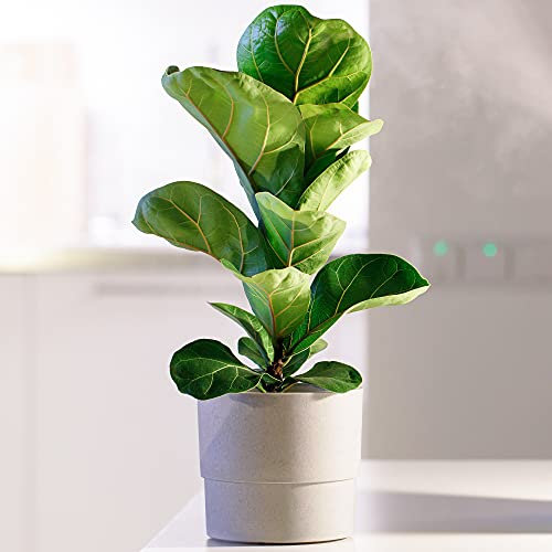 Immergrüner Ficus Lyrata | Ideal Haus oder Büro 30-40cm Topfpflanze zu verkaufen