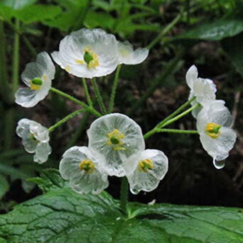 Luojuny Blumenpflanzensamen, 30 Stück/Beutel, Blumensamen, schnell wachsende, wassersparende, braune, natürliche Blumenpflanzensamen im Topf für Parterre Transparent